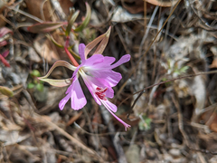 Clarkia breweri