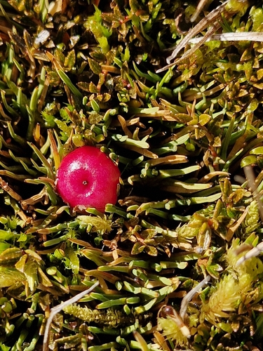Gaultheria parvula, photograph 1