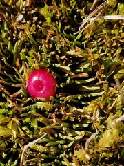 Gaultheria parvula