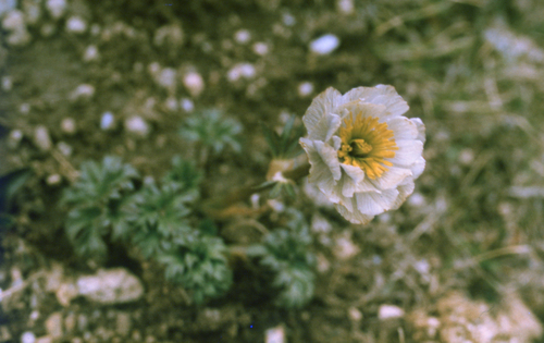 Trollius lilacinus, photograph 3