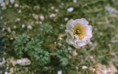 Trollius lilacinus, photograph (c) Oleg Kosterin, some rights reserved (CC BY)