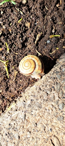 Euhadra peliomphala