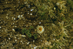Trollius lilacinus