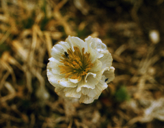 Trollius lilacinus, photograph (c) Oleg Kosterin, some rights reserved (CC BY)