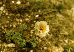Trollius lilacinus, photograph (c) Oleg Kosterin, some rights reserved (CC BY)