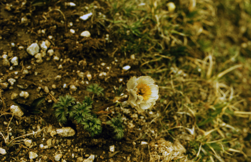 Trollius lilacinus, photograph 2
