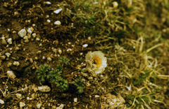 Trollius lilacinus, photograph (c) Oleg Kosterin, some rights reserved (CC BY)