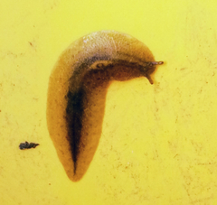 Pseudaneitea