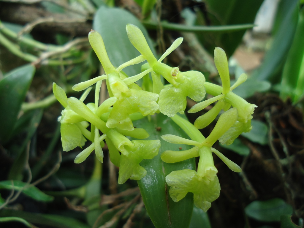 Epidendrum pseudodifforme