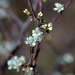 Chickasaw Plum - Photo (c) Lauren Parker, some rights reserved (CC BY-NC), uploaded by Lauren Parker
