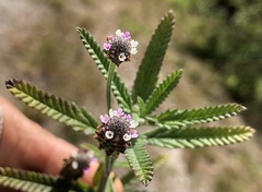 Lippia stoechadifolia