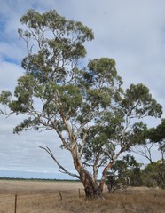 Eucalyptus fasciculosa