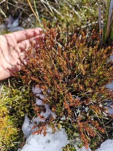 Dracophyllum pronum, photograph 3