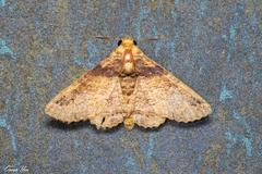 Pericyma cruegeri