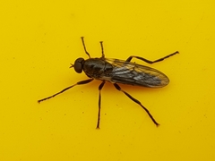 Chiromyzinae
