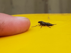 Chiromyzinae