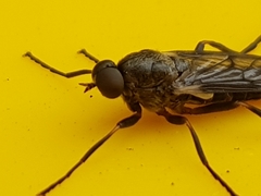 Chiromyzinae