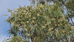 Eucalyptus fasciculosa