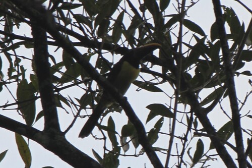 Green Aracari (Pteroglossus viridis), photo 4