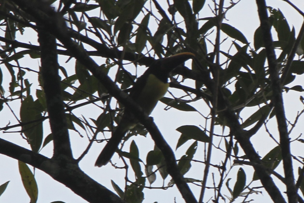 Green Aracari (Pteroglossus viridis), photo 4