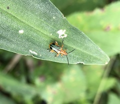 Neolema exclamationis