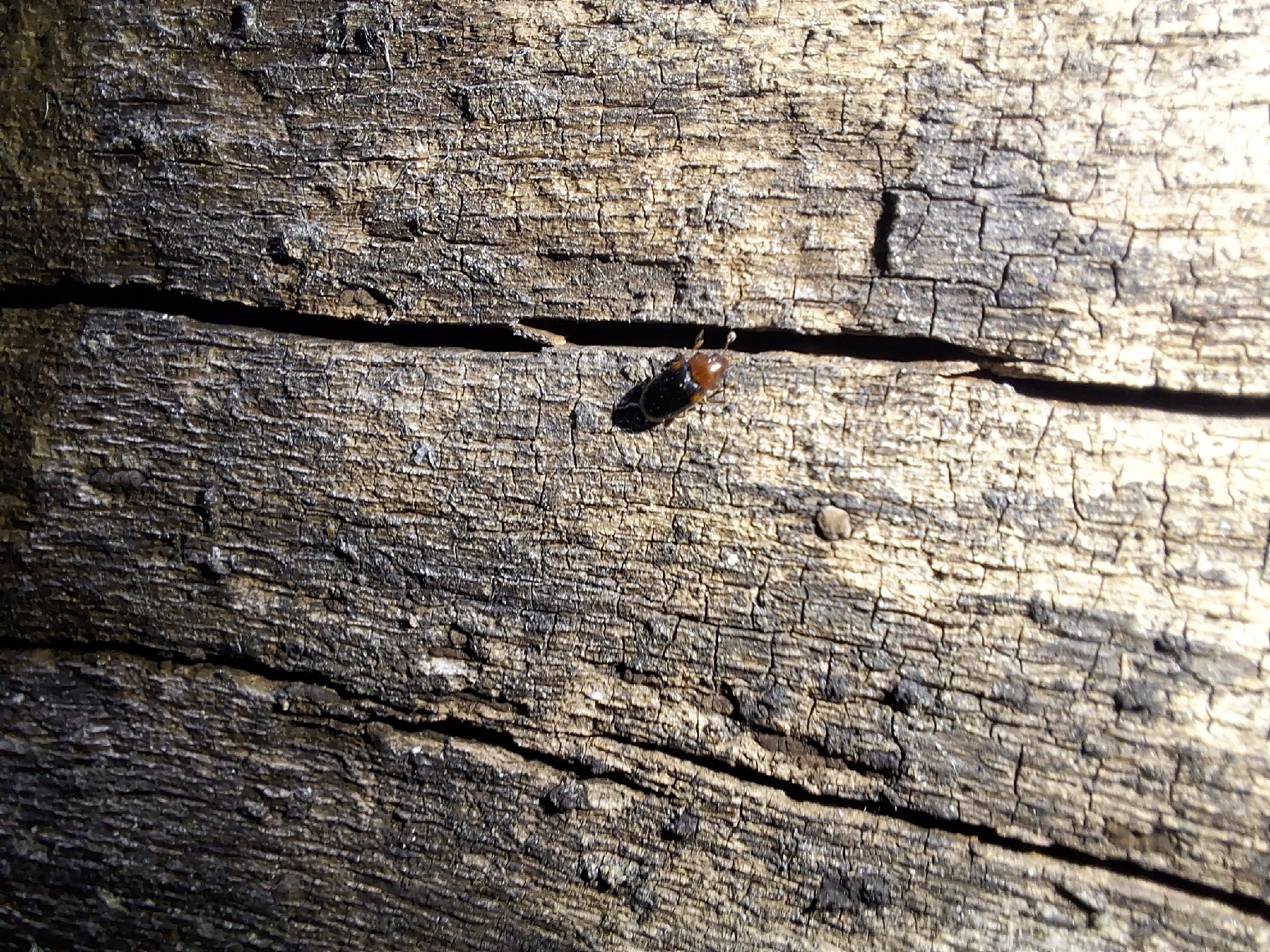 Dacne bipustulata