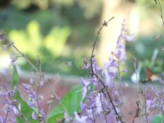 Ocimum labiatum