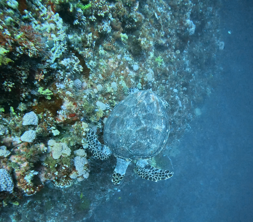 Eretmochelys imbricata