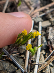 Lasthenia microglossa