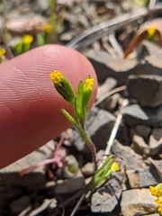 Lasthenia microglossa