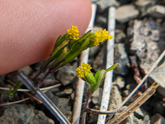 Lasthenia microglossa