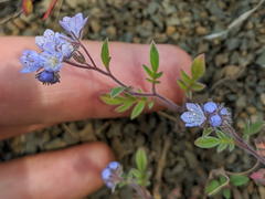 Phacelia breweri