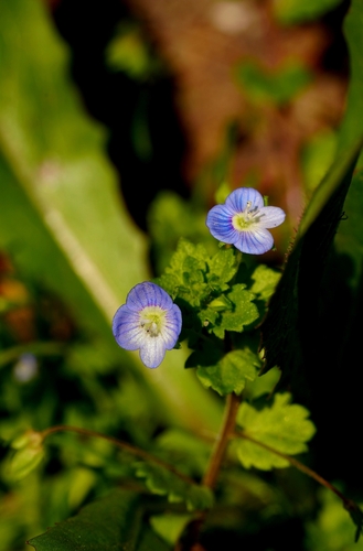 bird's-eye speedwell