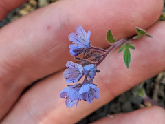 Phacelia breweri