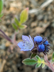 Phacelia breweri