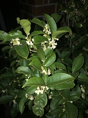 Osmanthus