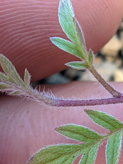 Phacelia breweri