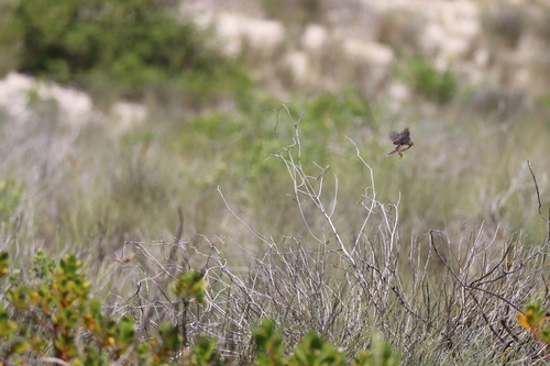 Madagascar Cisticola (Cisticola cherina), photo 2