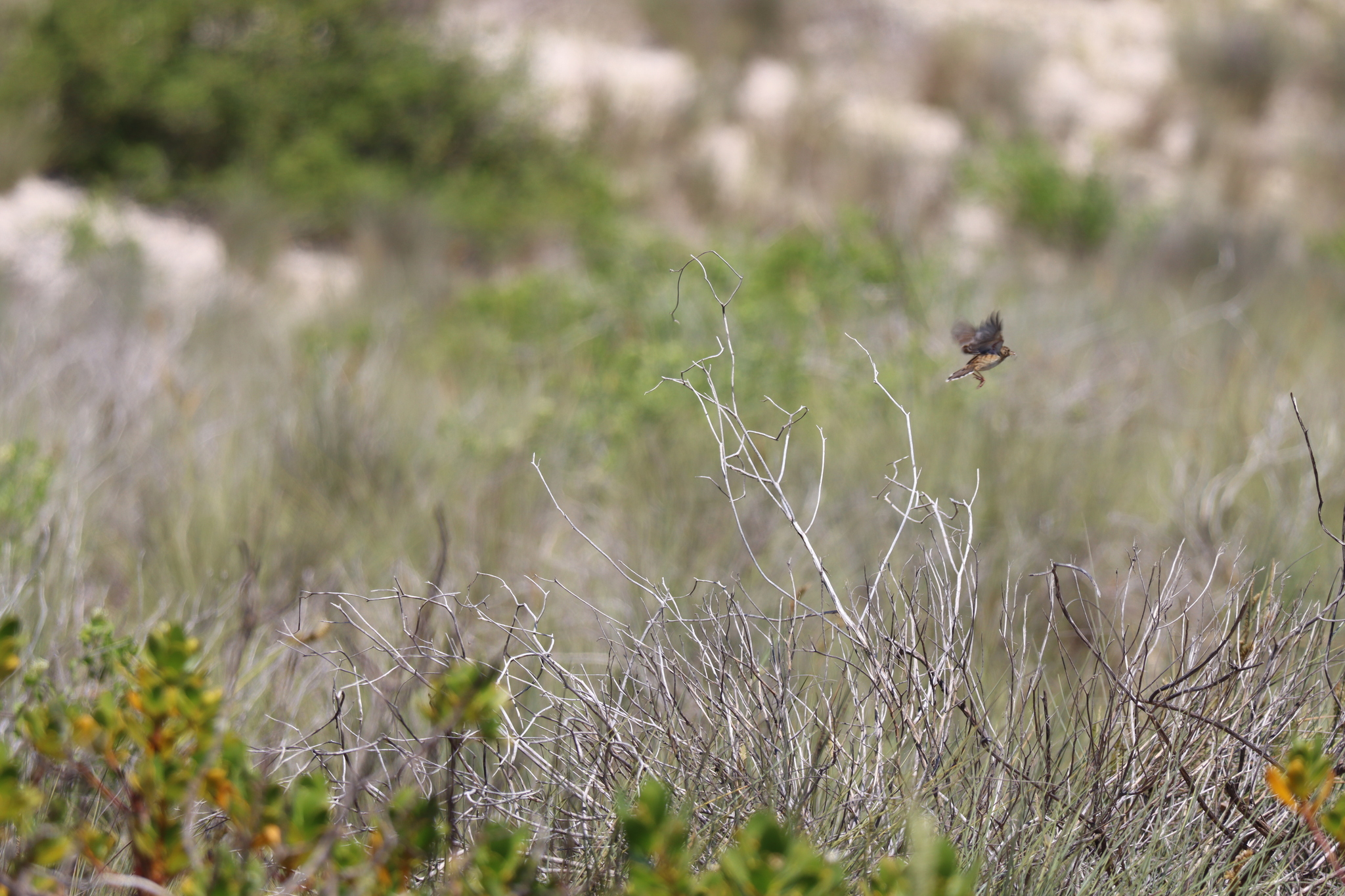 Madagascar Cisticola (Cisticola cherina), photo 2