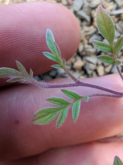 Phacelia breweri