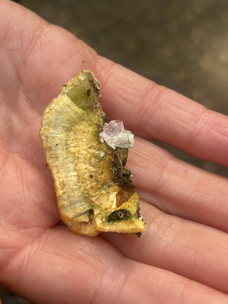 Trametes ochracea