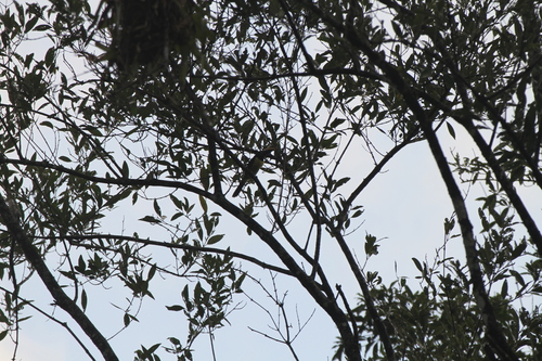 Green Aracari (Pteroglossus viridis), photo 3