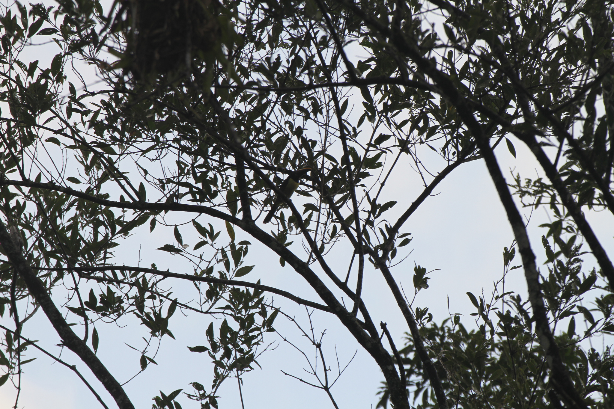 Green Aracari (Pteroglossus viridis), photo 3
