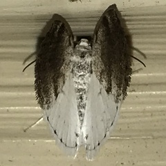 Lomographa semiclarata