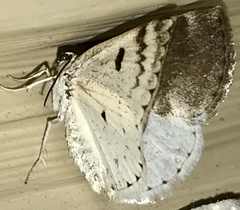 Lomographa semiclarata