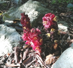 Bdallophytum americanum
