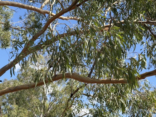Eucalyptus woollsiana, 2026-04-25