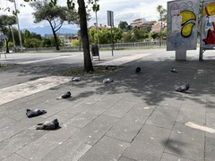 Columba livia domestica