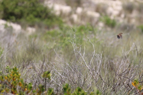 Madagascar Cisticola (Cisticola cherina)