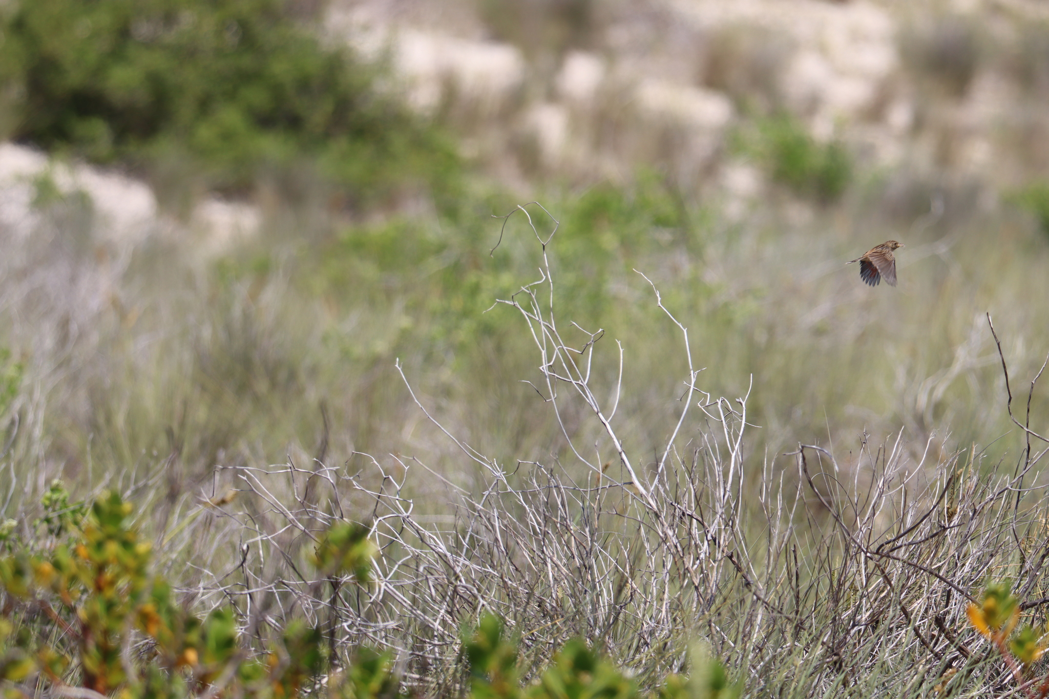 Madagascar Cisticola (Cisticola cherina), photo 1